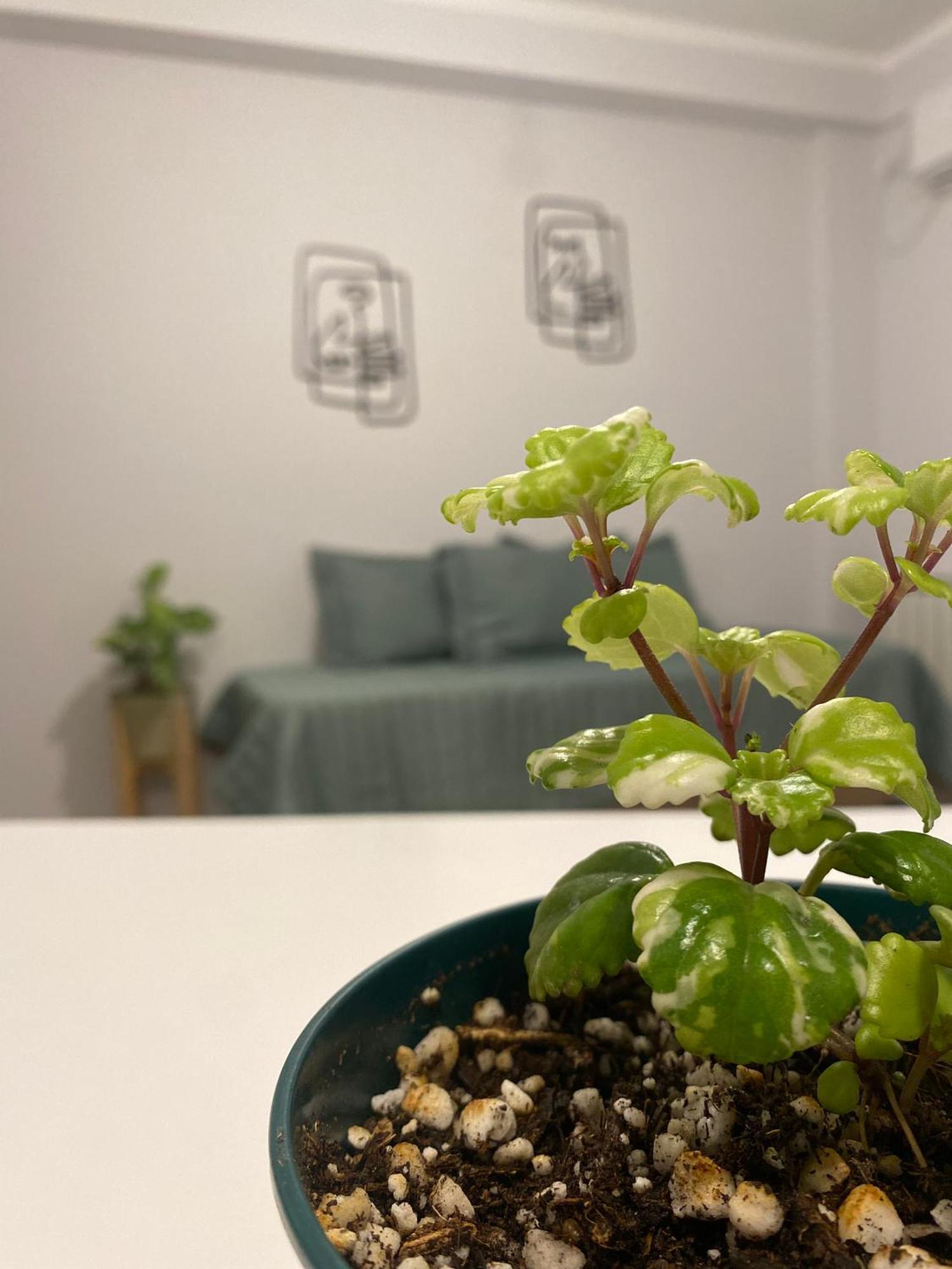 Apartamento Tierra