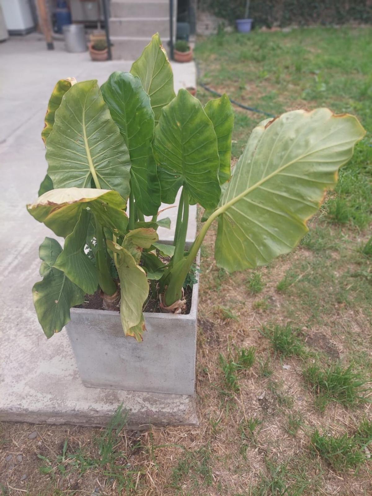 Malepa Salta