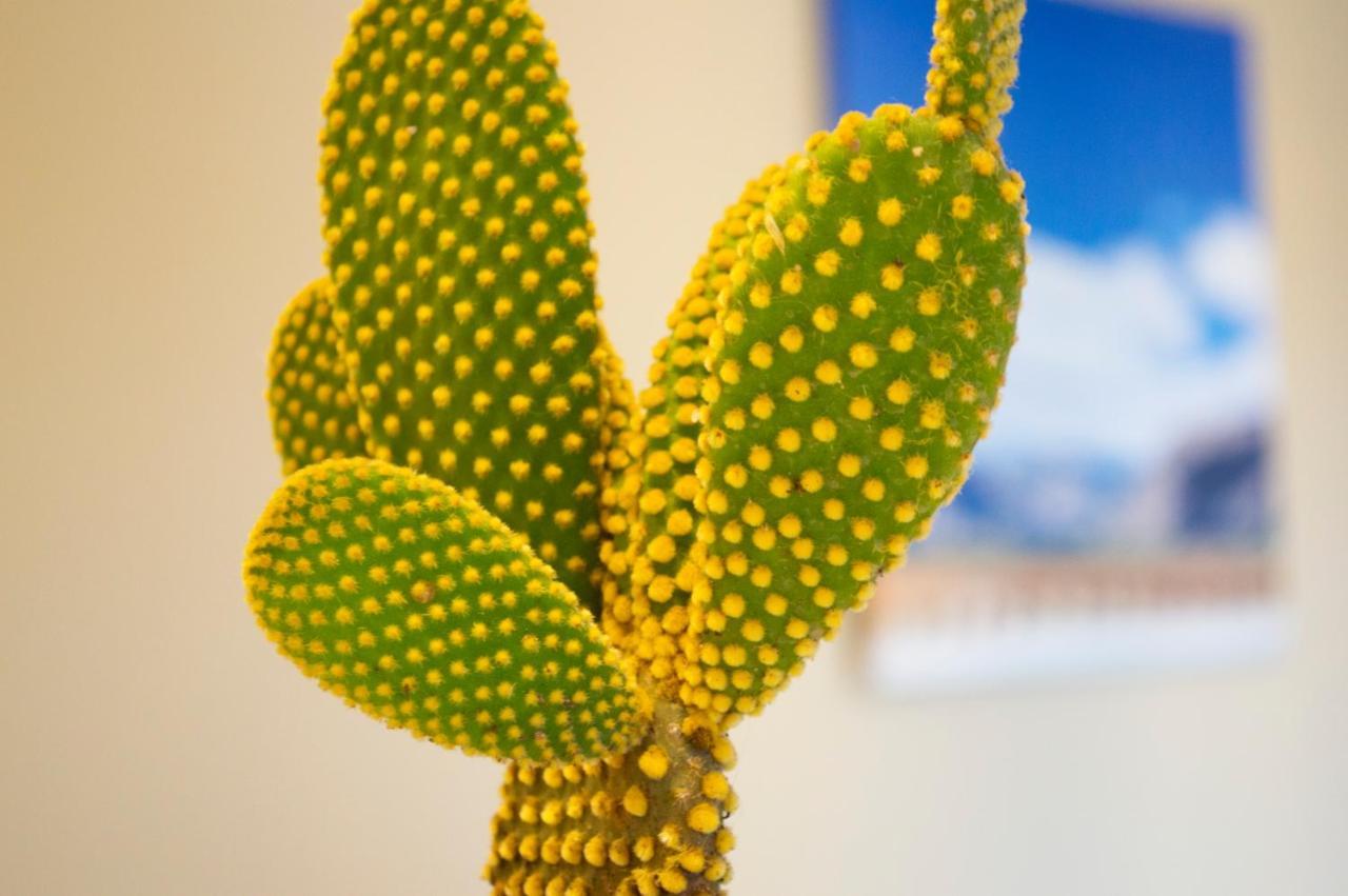 Cactus 1 Salta